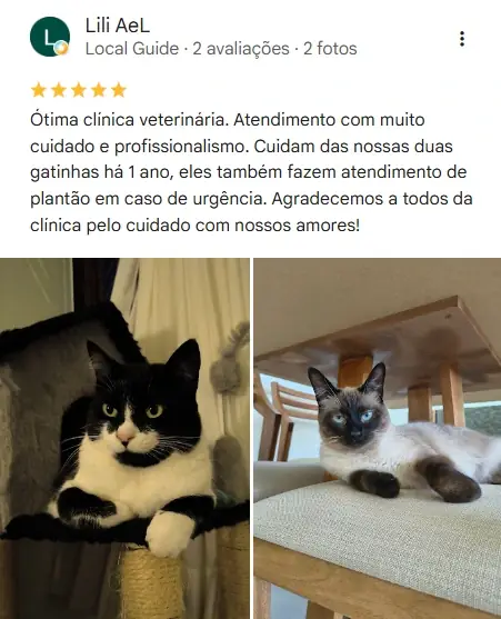 Avaliação real de tutor no Google