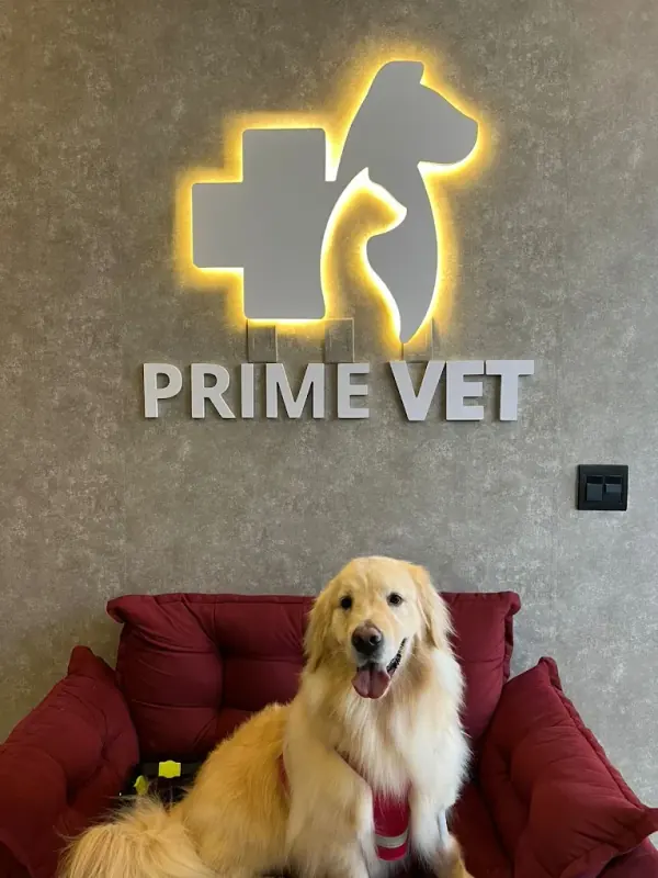Golden retriever na recepção da Prime Vet